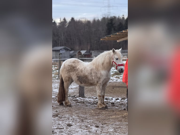 Tinker Mix Stute 20 Jahre 140 cm Schimmel in Bergkirchen