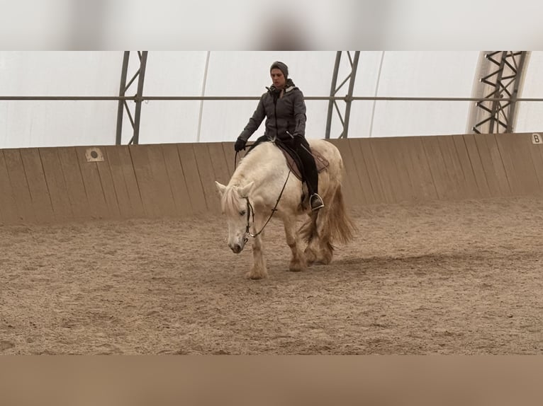 Tinker Mix Stute 20 Jahre 140 cm Schimmel in Bergkirchen