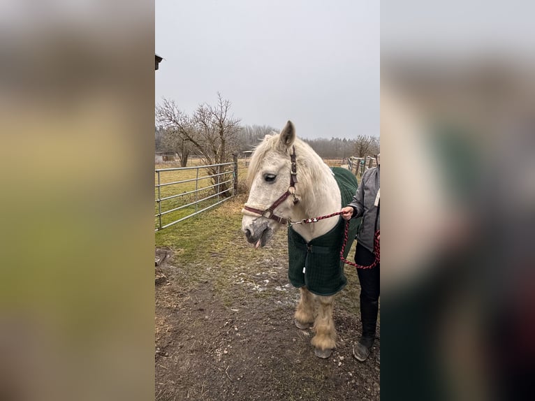 Tinker Mix Stute 20 Jahre 140 cm Schimmel in Bergkirchen