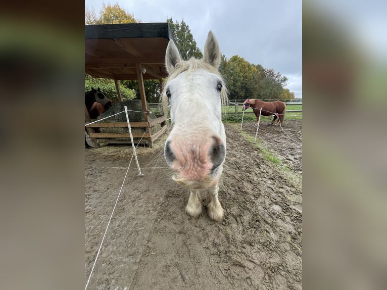 Tinker Stute 20 Jahre 146 cm Schimmel in Kamen