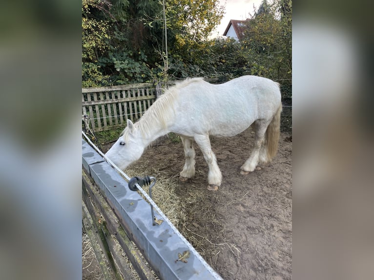 Tinker Stute 20 Jahre 146 cm Schimmel in Kamen