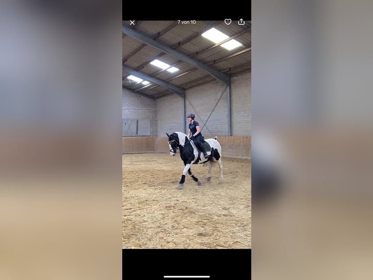 Tinker Stute 20 Jahre 150 cm Schecke in Neustadt (Wied)