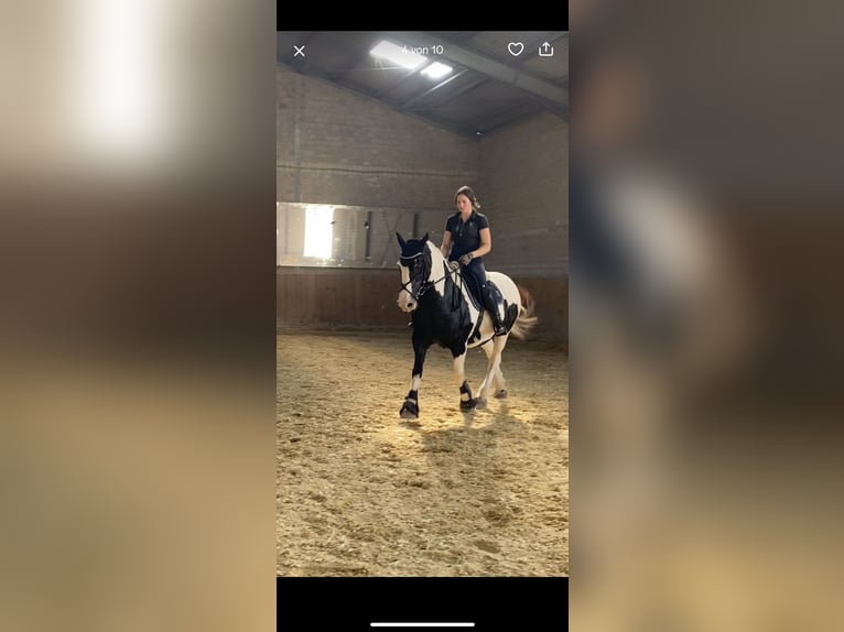 Tinker Stute 20 Jahre 150 cm Schecke in Neustadt (Wied)