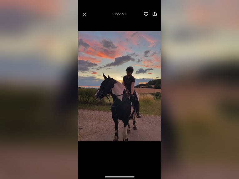 Tinker Stute 20 Jahre 150 cm Schecke in Neustadt (Wied)