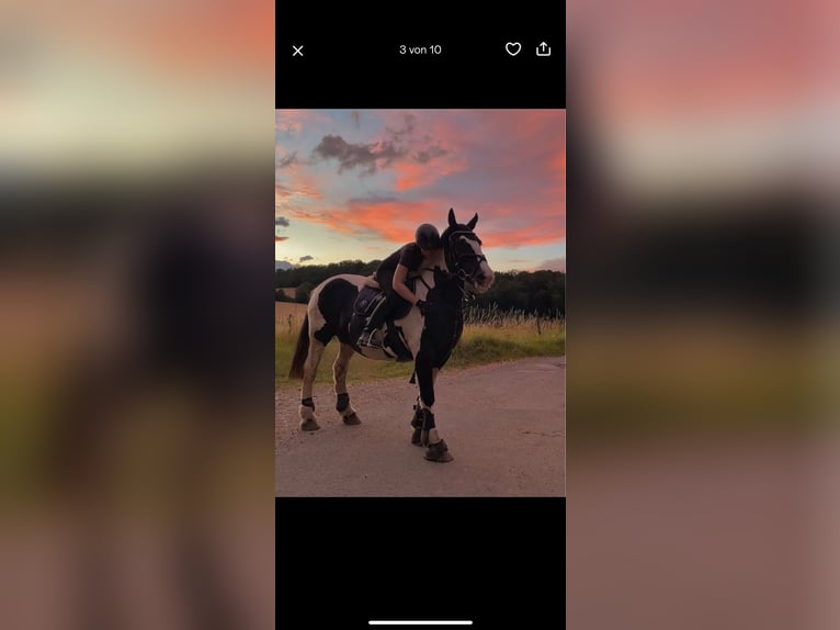 Tinker Stute 20 Jahre 150 cm Schecke in Neustadt (Wied)