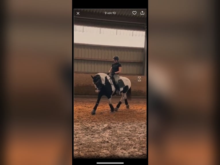 Tinker Stute 20 Jahre 150 cm Schecke in Neustadt (Wied)