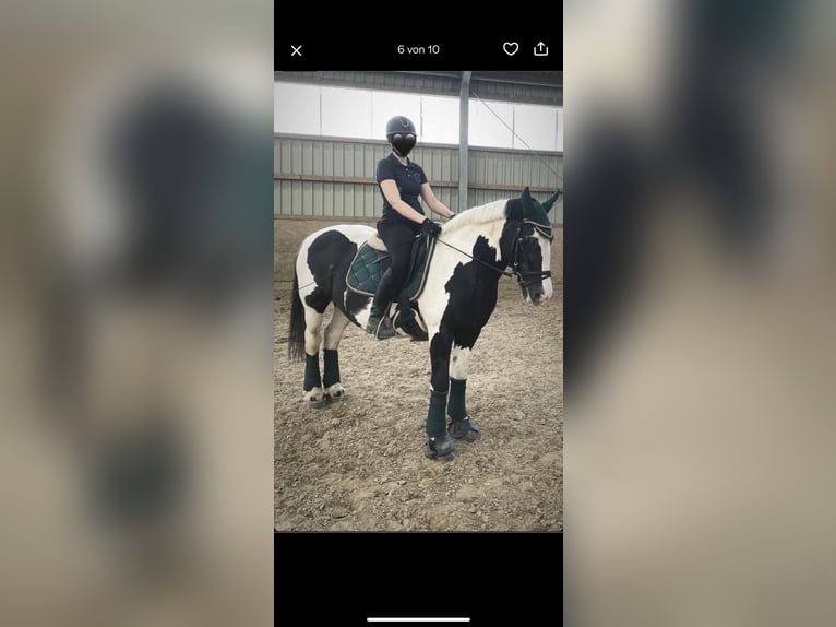 Tinker Stute 20 Jahre 150 cm Schecke in Neustadt (Wied)