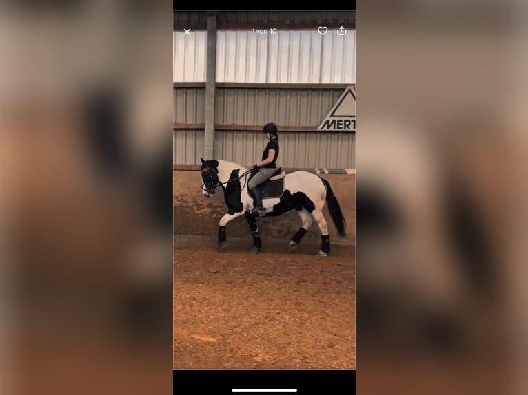 Tinker Stute 20 Jahre 150 cm Schecke in Neustadt (Wied)