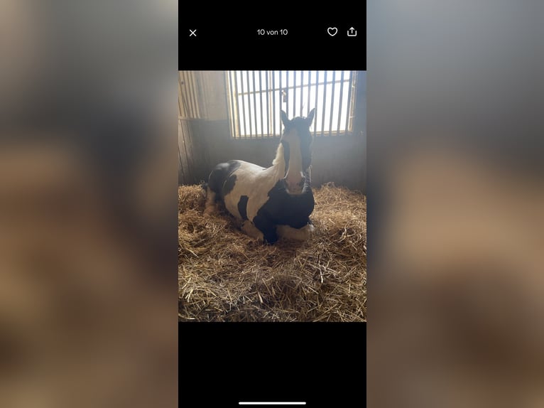 Tinker Stute 20 Jahre 150 cm Schecke in Neustadt (Wied)