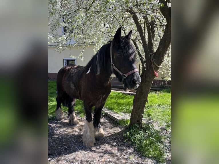 Tinker Stute 20 Jahre 163 cm Dunkelbrauner in Gloggnitz