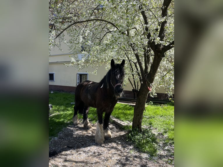 Tinker Stute 20 Jahre 163 cm Dunkelbrauner in Gloggnitz
