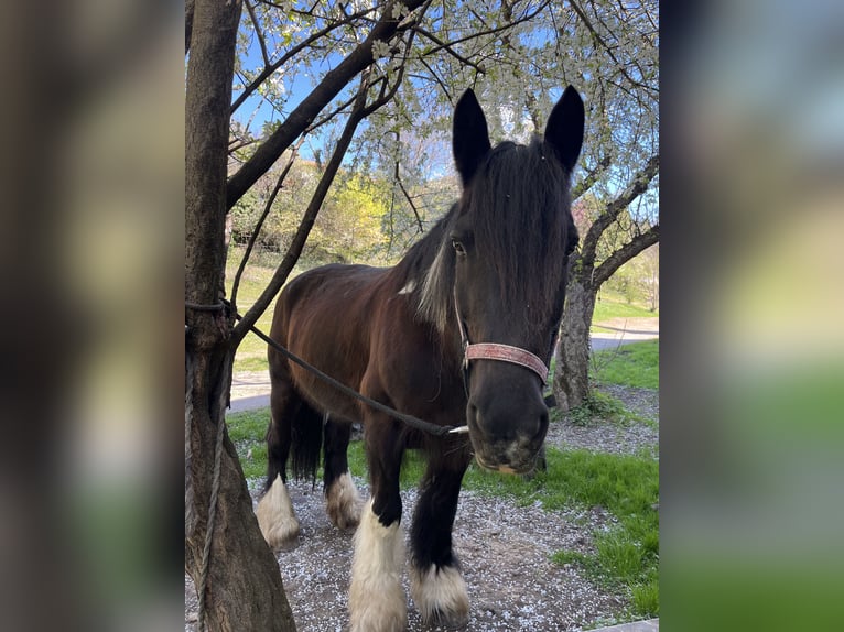 Tinker Stute 20 Jahre 163 cm Dunkelbrauner in Gloggnitz