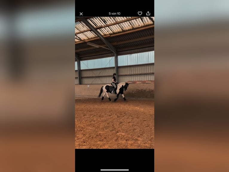 Tinker Stute 21 Jahre 150 cm Schecke in Neustadt (Wied)