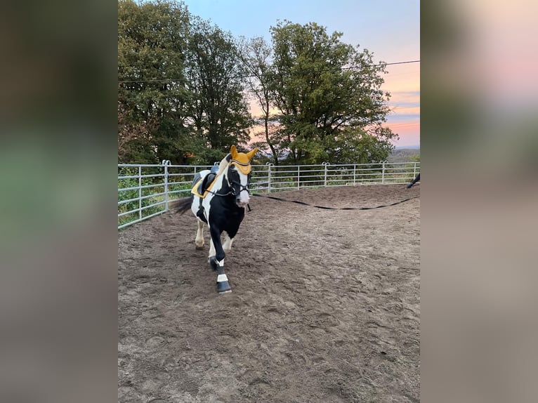 Tinker Stute 21 Jahre 150 cm Schecke in Neustadt (Wied)