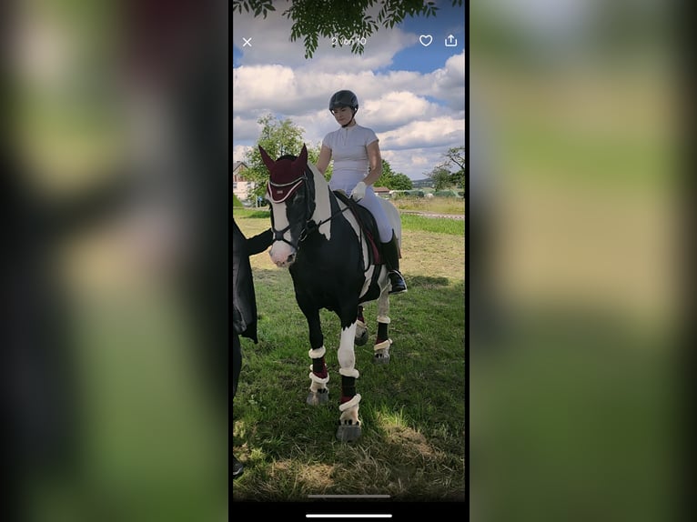 Tinker Stute 21 Jahre 150 cm Schecke in Neustadt (Wied)