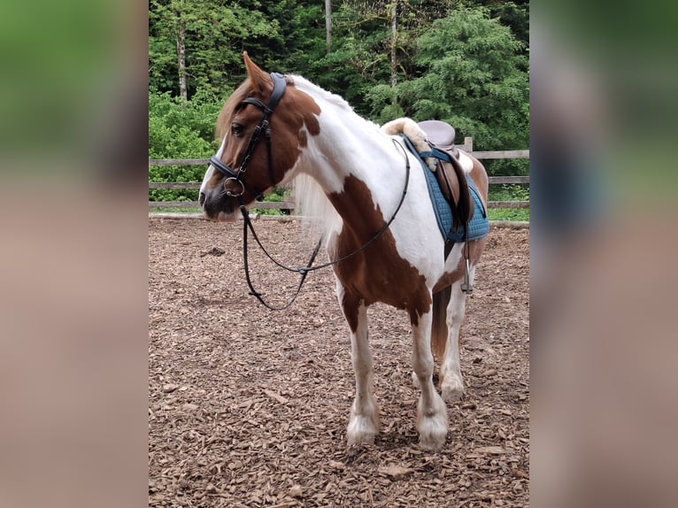 Tinker Stute 21 Jahre 153 cm Schecke in Wolfach