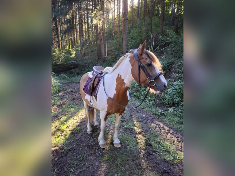 Tinker Stute 21 Jahre 153 cm Schecke in Wolfach