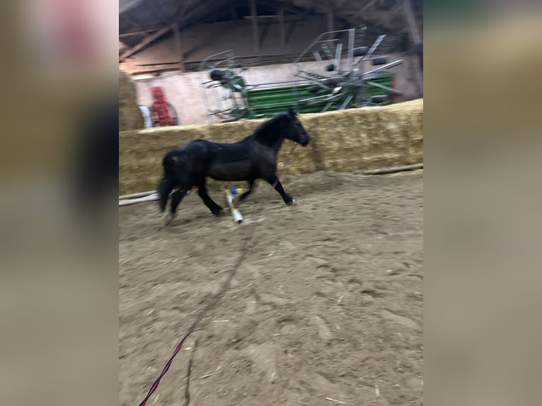 Tinker Stute 21 Jahre 154 cm Rappe in Recklinghausen