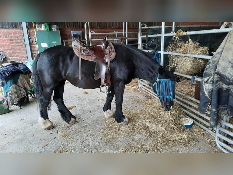 Tinker Stute 21 Jahre 154 cm Rappe in Recklinghausen