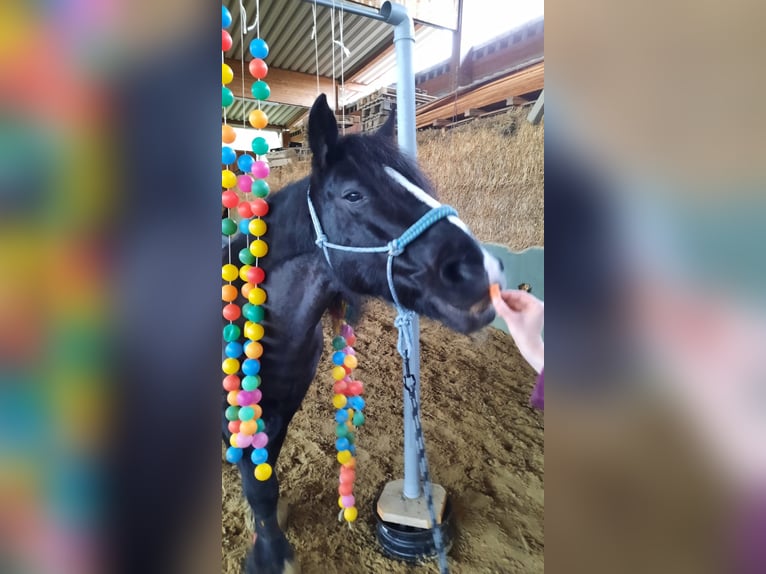 Tinker Stute 21 Jahre 154 cm Rappe in Recklinghausen