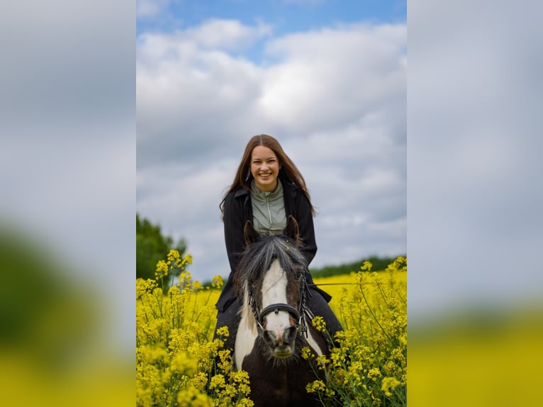 Tinker Mix Stute 22 Jahre 130 cm in Grebenstein