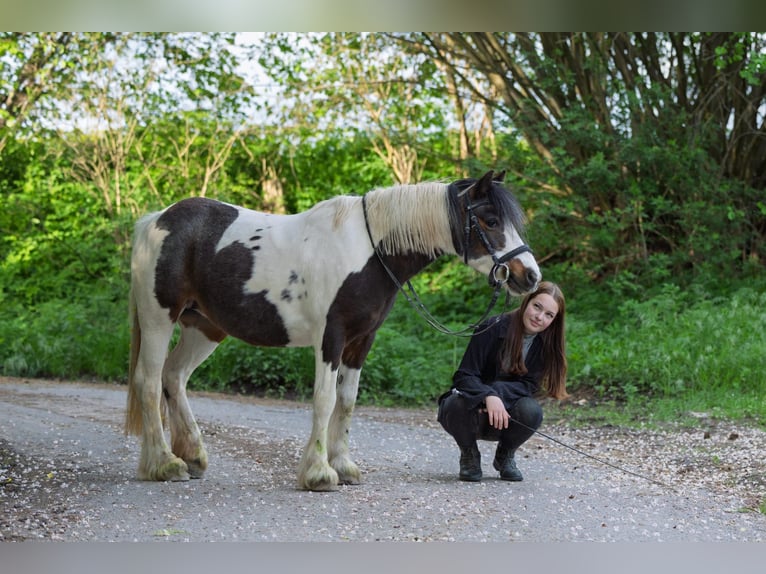 Tinker Mix Stute 22 Jahre 130 cm in Grebenstein