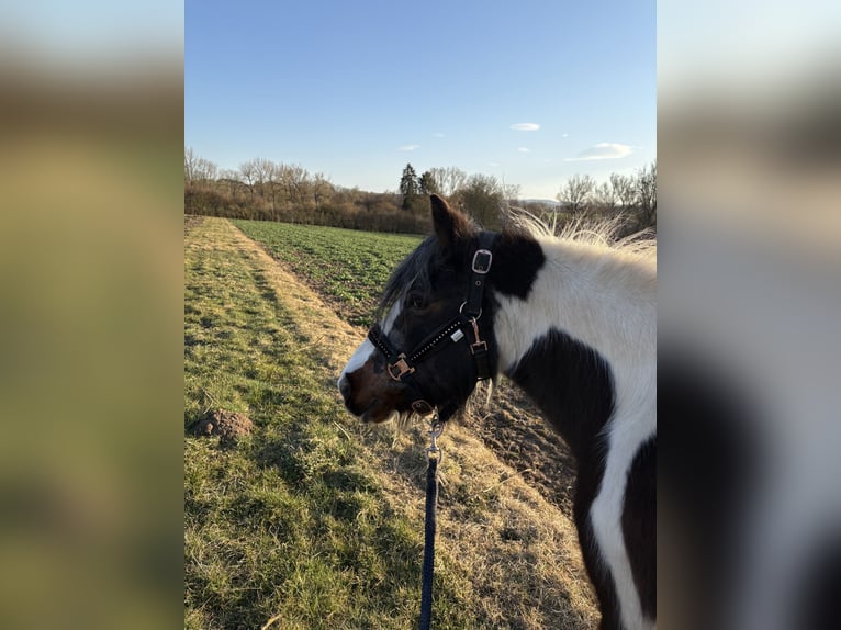 Tinker Mix Stute 22 Jahre 130 cm in Grebenstein