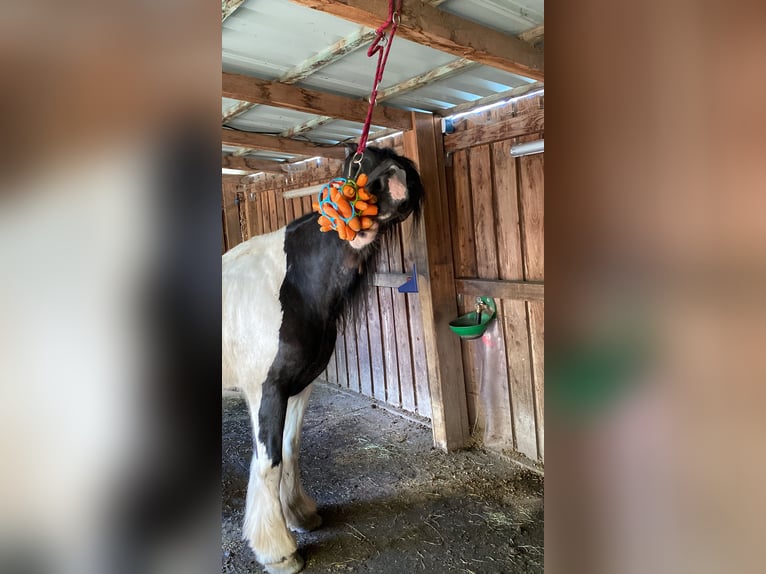 Tinker Stute 23 Jahre 150 cm Schecke in Bergkirchen