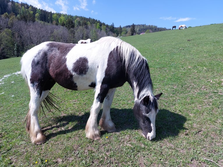 Tinker Stute 27 Jahre 152 cm Schecke in Zeutschach