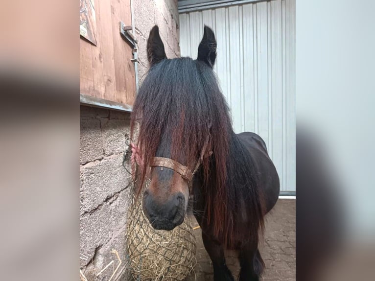 Tinker Stute 2 Jahre 112 cm Rappe in Kaiserslautern