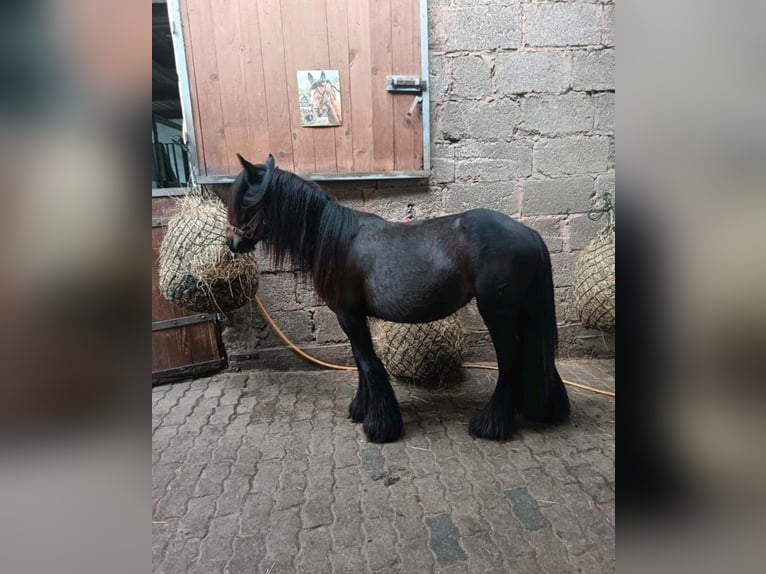 Tinker Stute 2 Jahre 112 cm Rappe in Kaiserslautern