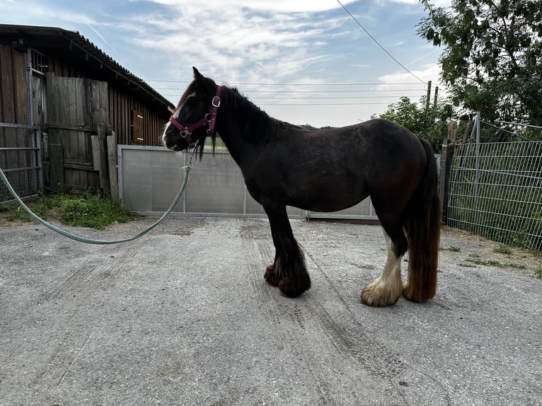Tinker Stute 2 Jahre 115 cm Rappe in VelbertVelbert