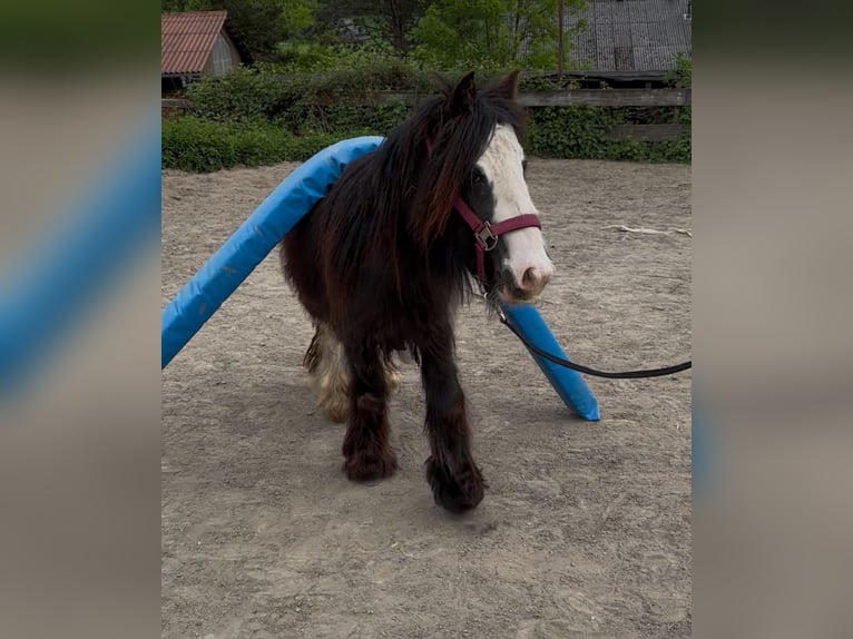 Tinker Stute 2 Jahre 115 cm Rappe in VelbertVelbert