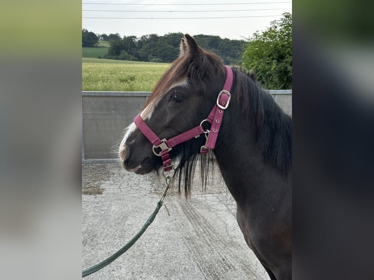 Tinker Stute 2 Jahre 115 cm Rappe in VelbertVelbert