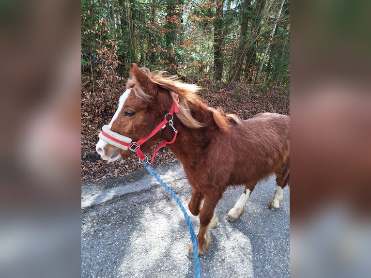 Tinker Mix Stute 2 Jahre 130 cm in Bad Ischl