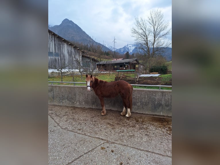 Tinker Mix Stute 2 Jahre 130 cm in Bad Ischl