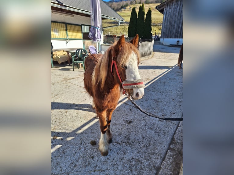 Tinker Mix Stute 2 Jahre 130 cm in Bad Ischl