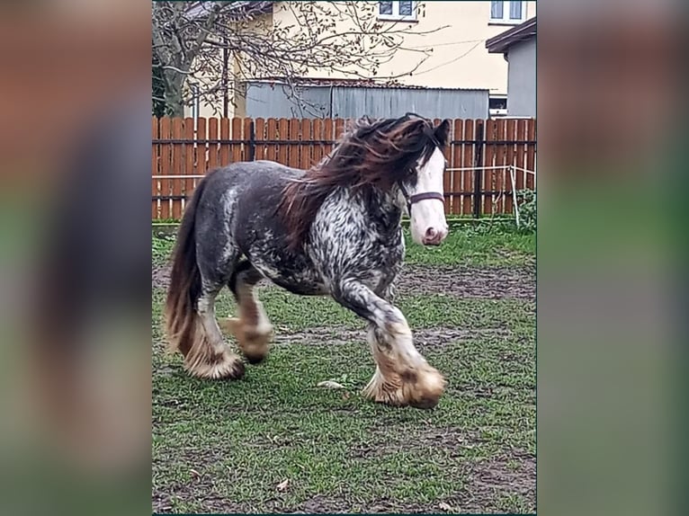 Tinker Stute 2 Jahre 135 cm Rappe in Sejny