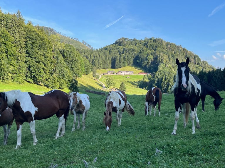 Tinker Mix Stute 2 Jahre 135 cm Tobiano-alle-Farben in Traunkirchenraunkirchen