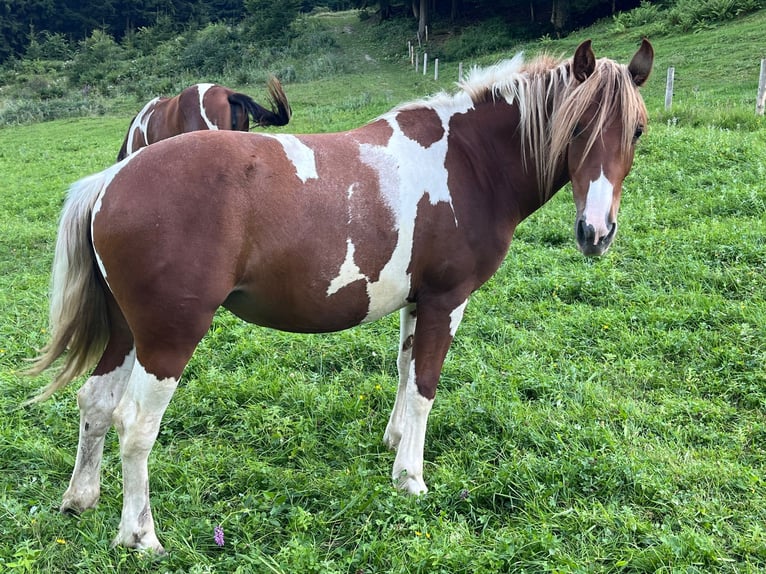 Tinker Mix Stute 2 Jahre 135 cm Tobiano-alle-Farben in Traunkirchenraunkirchen