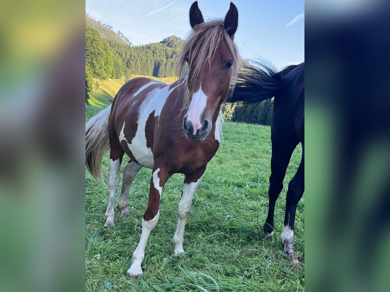 Tinker Mix Stute 2 Jahre 135 cm Tobiano-alle-Farben in Traunkirchenraunkirchen