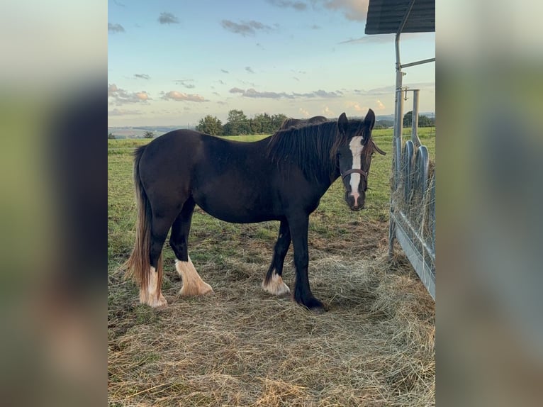 Tinker Stute 2 Jahre 144 cm Rappe in Daleiden