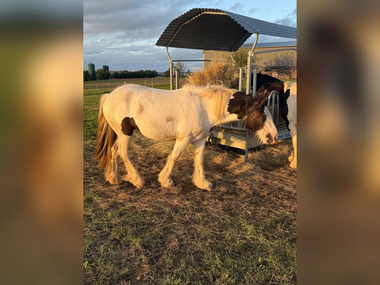 Tinker Stute 2 Jahre 147 cm Schecke in Daleiden