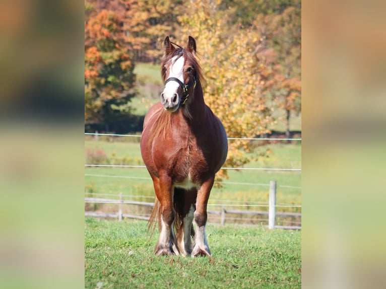 Tinker Stute 2 Jahre 152 cm Rotbrauner in Flower Mound