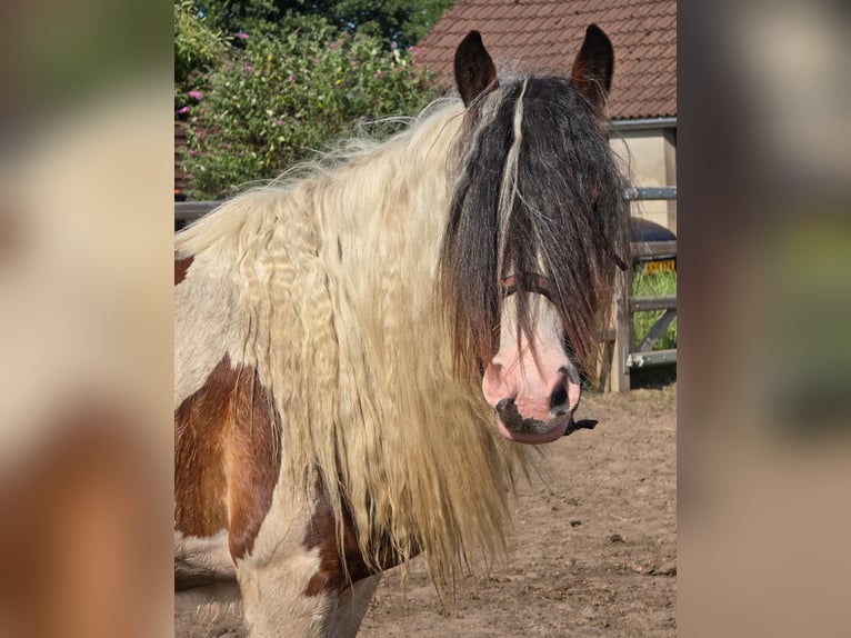 Tinker Stute 2 Jahre 153 cm Brauner in Gaanderen
