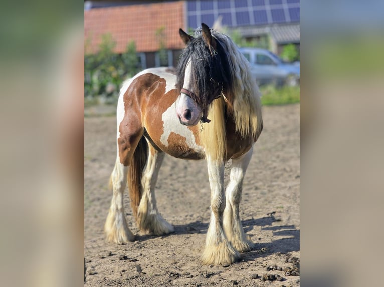 Tinker Stute 2 Jahre 153 cm Brauner in Gaanderen