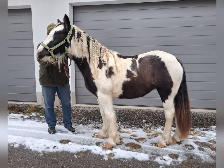 Tinker Stute 2 Jahre 155 cm in Oberstaufen