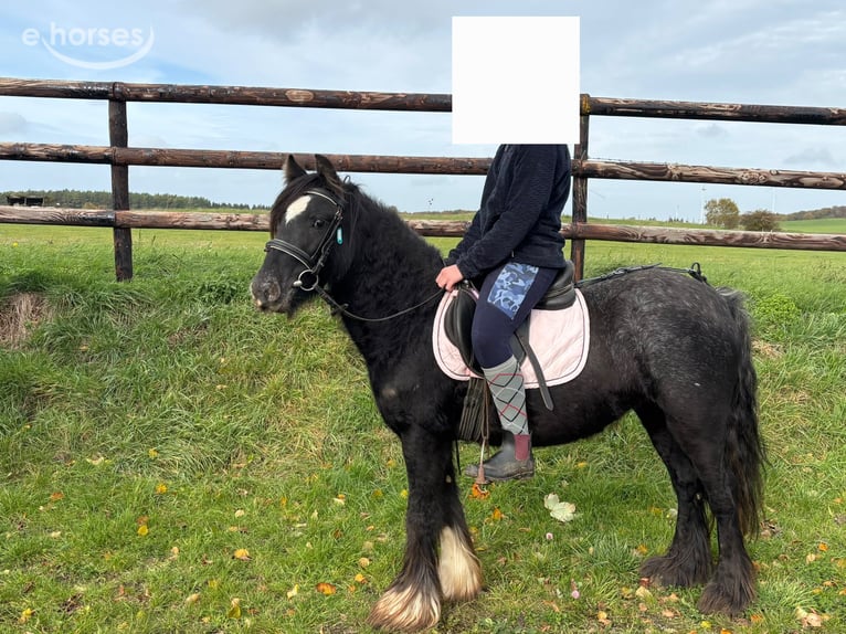 Tinker Stute 3 Jahre 125 cm Rappe in Nettersheim