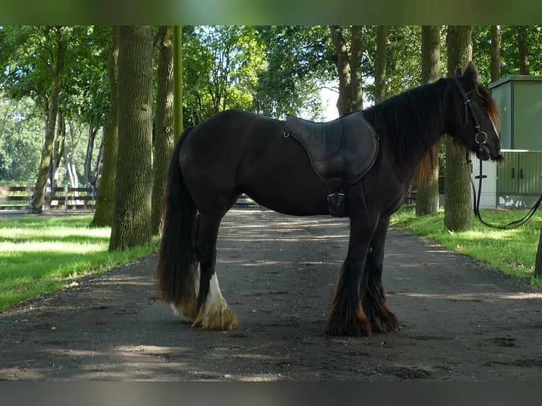 Tinker Stute 3 Jahre 134 cm Brauner in Lathen