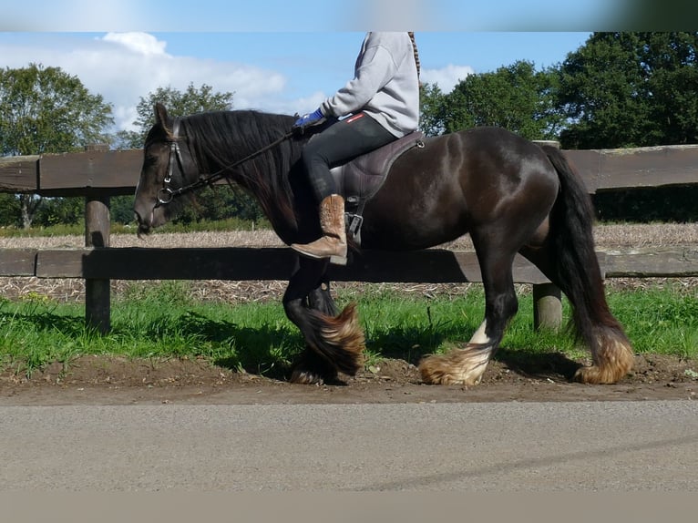 Tinker Stute 3 Jahre 134 cm Brauner in Lathen
